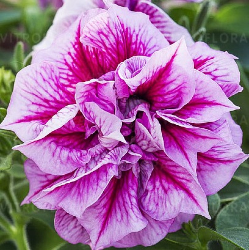 rabatowe-wiosenne-ogrodowebalkonowe_tumbelina_13175_1