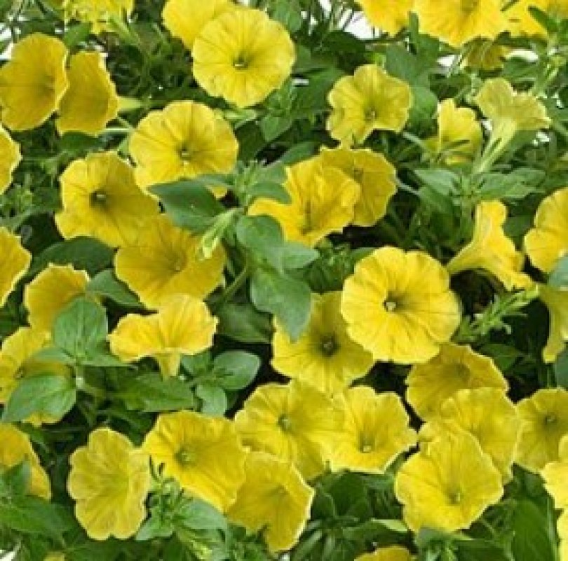 rosliny-rabatowe-wiosenne_capella_13518_1222_300x300