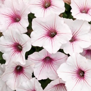 supertuniavistasilverberry_300x3007