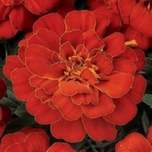 tagetes-durango-red-