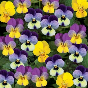 viola-rogataya-endurio-f1-complete-mix