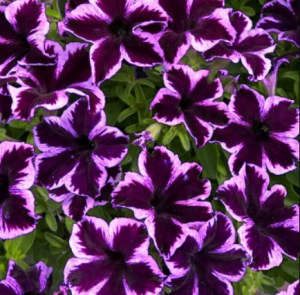 Снимок11111_300x3004